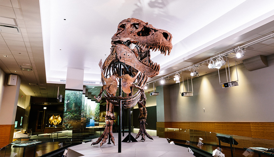 Sue the TRex, © Field Museum. Photo by Martin Baumgaertner